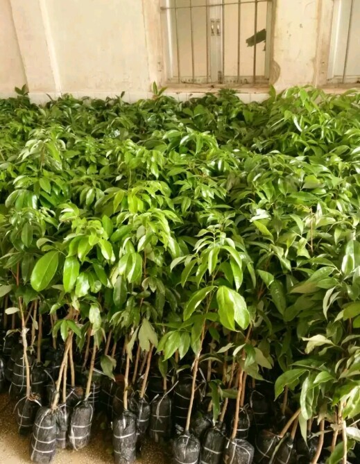 灵山县妃子笑荔枝苗 桂味荔枝，妃子笑荔枝