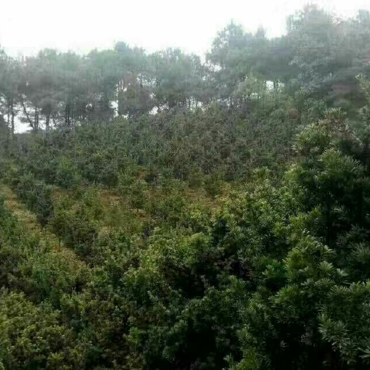 兴安县中叶罗汉松 