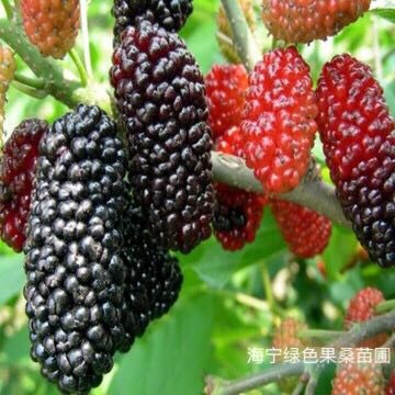 海宁市无籽大十果桑苗 无籽大十桑葚苗，果桑苗，桑葚树苗口感好