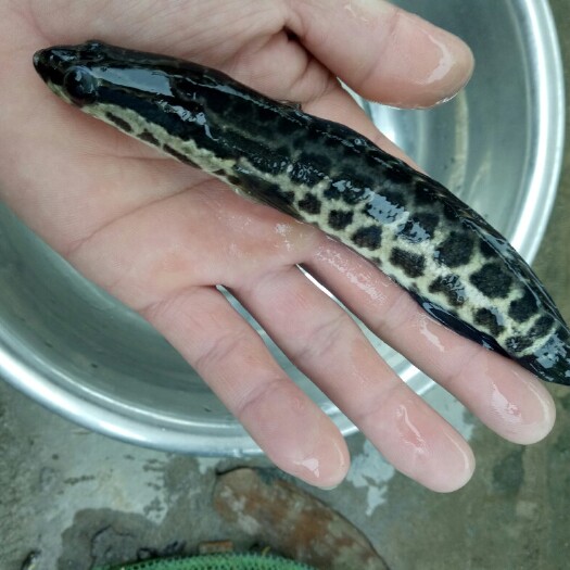 广州草鱼苗 
