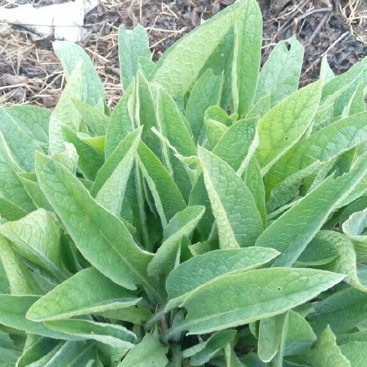 内丘县俄罗斯饲料菜  俄罗斯牧草