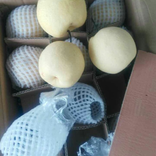 大荔县酥梨  纸袋大量上市
