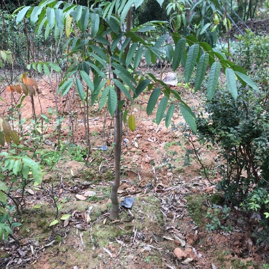 灵山县黑橄榄苗 