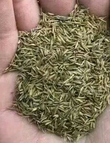 亳州蒲公英种子  .多年生草本亩用3斤，四季种植