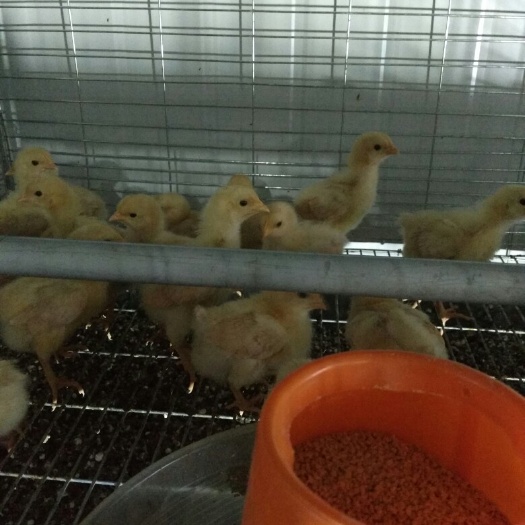 奉新县三黄鸡苗 母