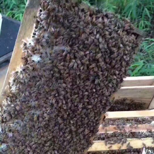 郁南县荔枝蜜 塑料瓶装  2年以上