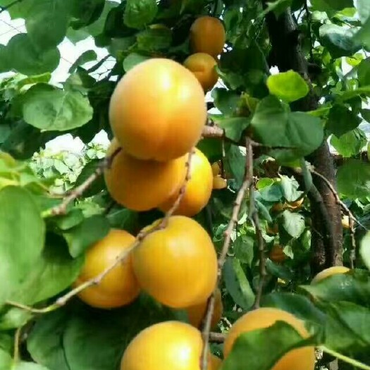 大荔县陕西杏价格，丰源红杏批发，金太阳杏价格，基地直供
