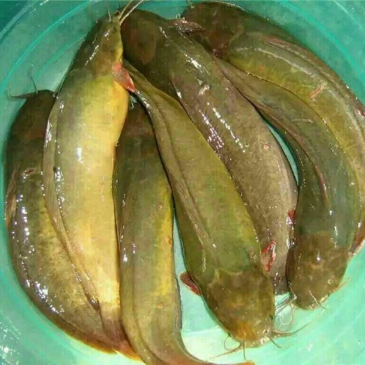 广州本地塘鲺 塘角鱼苗塘虱鱼苗