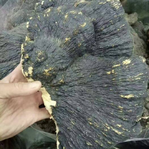 昆明薄树芝