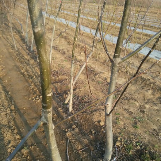 泰安香玲核桃苗