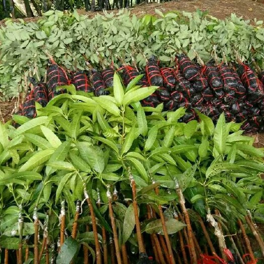 灵山县金煌芒果苗