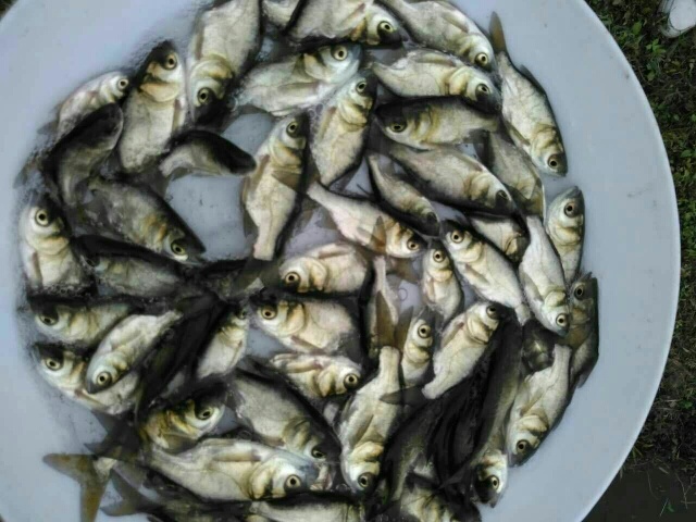 广州缩骨大头鱼苗