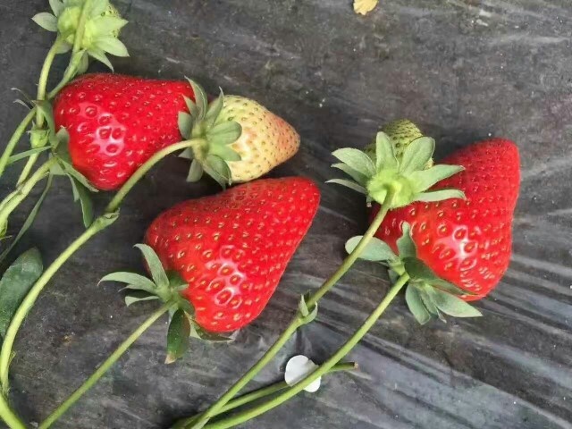 泰安红颜草莓苗 奶油草莓苗 大棚草莓苗品种