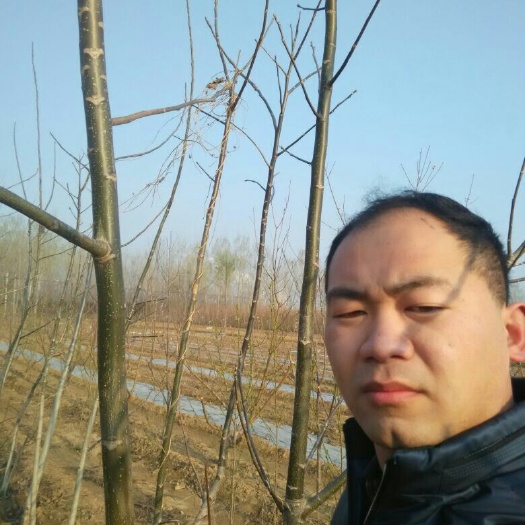 泰安香玲核桃苗