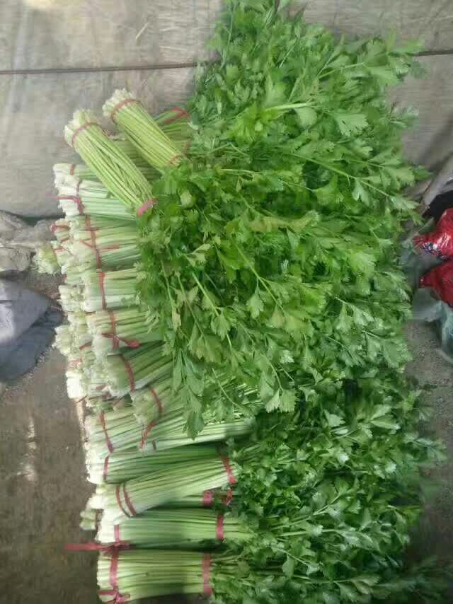 铁杆芹菜