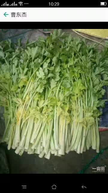 铁杆芹菜