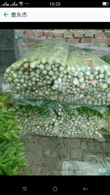 铁杆芹菜
