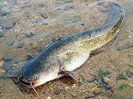 广州 大口鲶、杂交大口鲶