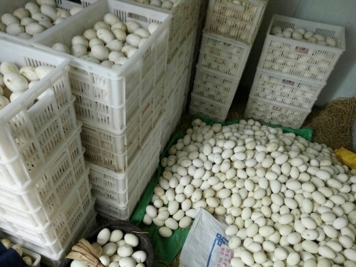 固镇县种鹅蛋 食用 散装 
