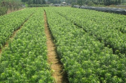 金华小叶罗汉松