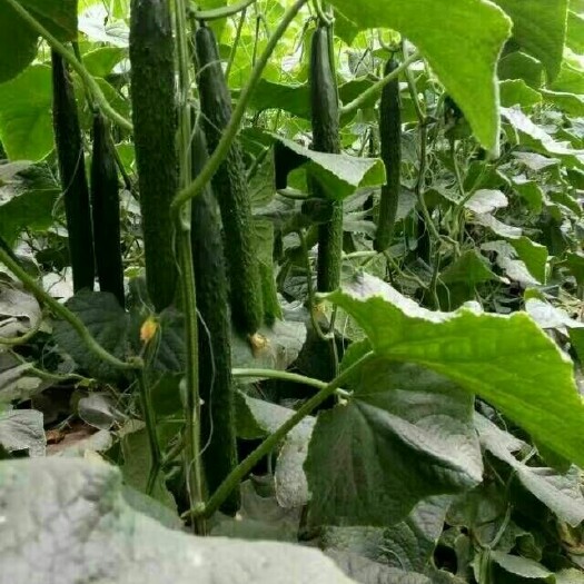 莘县 精品黑油亮黄瓜，小条，中条，大条，货源充足