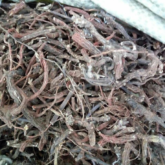 昆明紫花丹参  云南紫