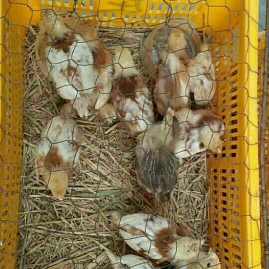 莆田竹丝鸡苗