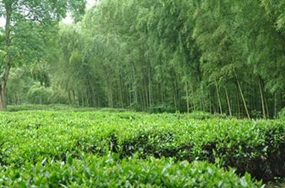 祁门县黄山绿茶
