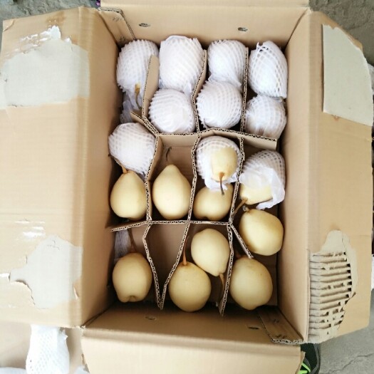 赵县鸭梨 200-250g 60mm以上 