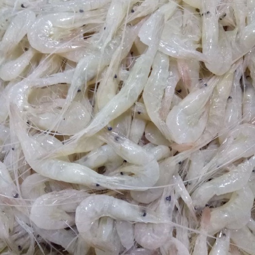 重庆市 白米虾加工，产地批发量大从优