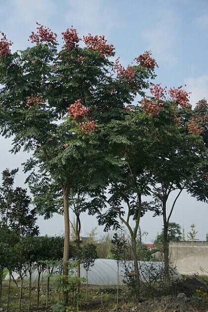 白河县秋花栾树