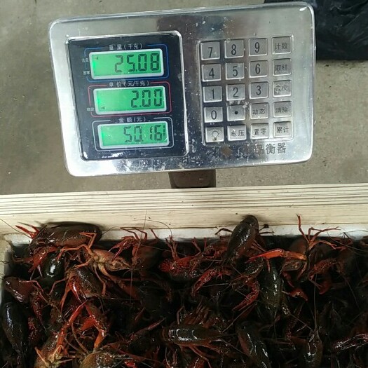 潜江市小龙虾  大青5.5起不封顶