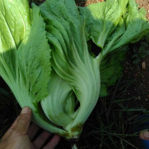 徐闻县包心芥菜 
