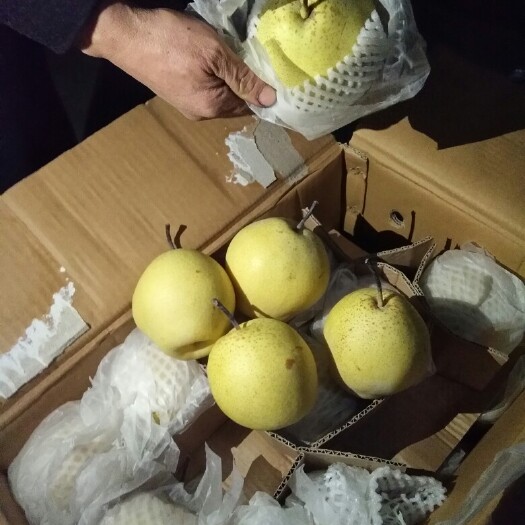 赵县雪花梨 400-450g 90mm以上 