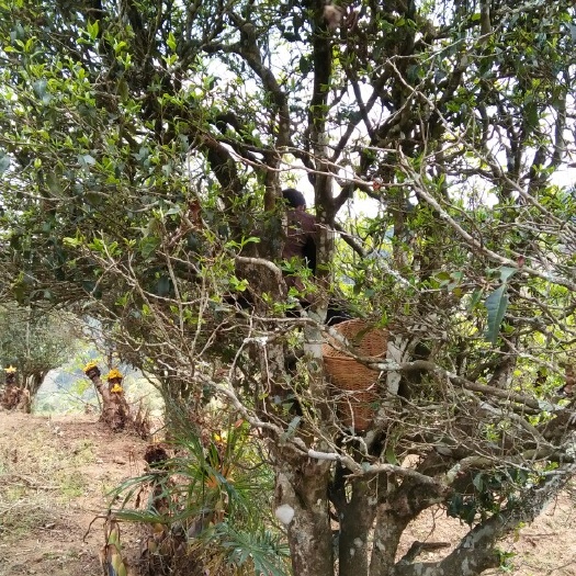 高山黑茶 散装 特级 