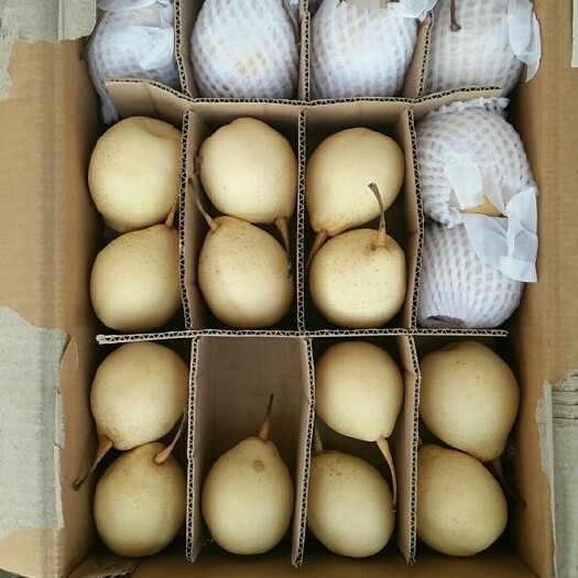 赵县鸭梨 200-250g 75mm以上 