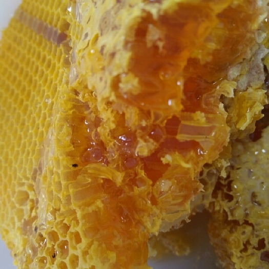 景东县云南高原蜜 塑料瓶装  2年以上