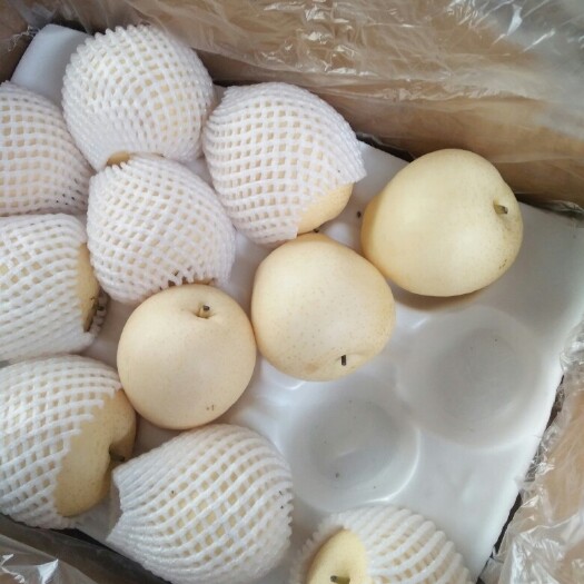 赵县皇冠梨 300-350g 70mm以上