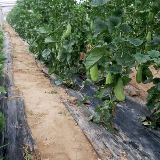 费县羊角脆甜瓜 0.5斤以上