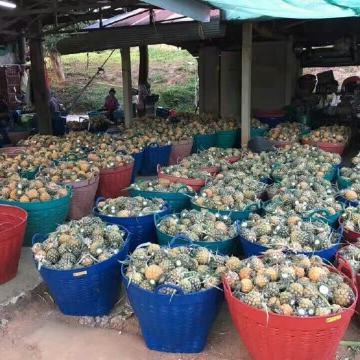  泰国小菠萝mini小菠萝削皮菠萝