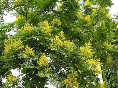 白河县复羽叶栾树