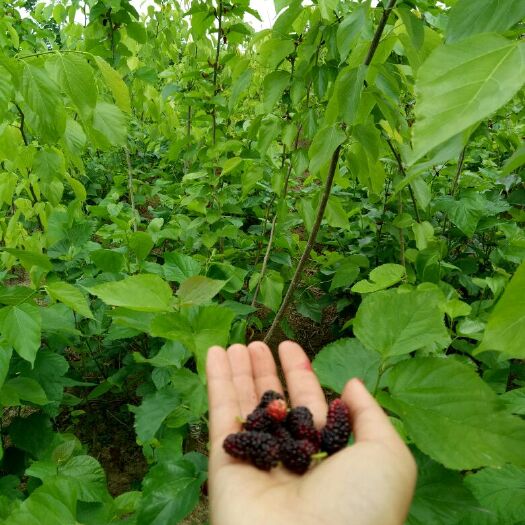 灵山县大叶桑苗 