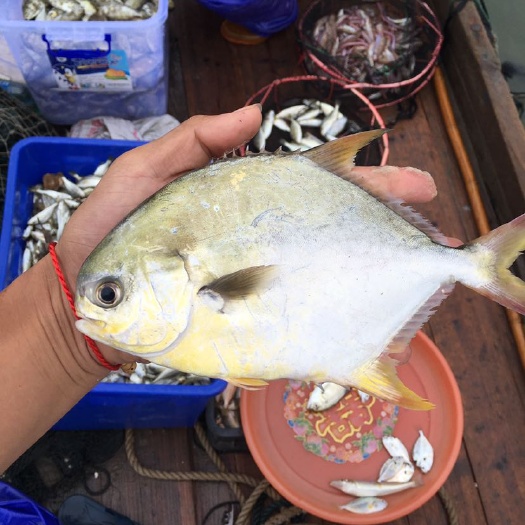 东山县 金鲳鱼，最靓，价格美丽