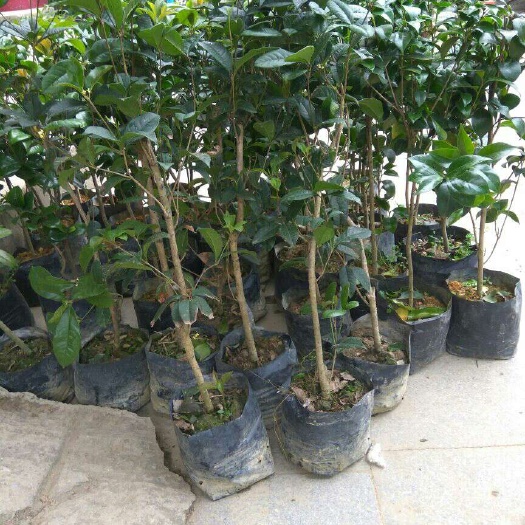 灵山县黄金桂花树 