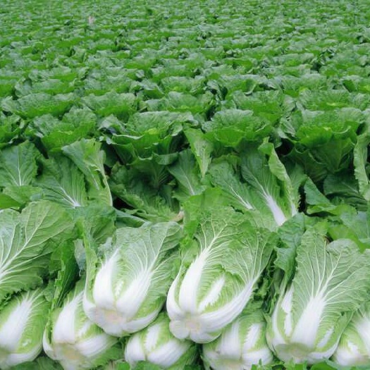 张北县韩国黄心白菜  玲珑黄，矮颗黄心大白菜，外边青秀无虫眼无锈点
