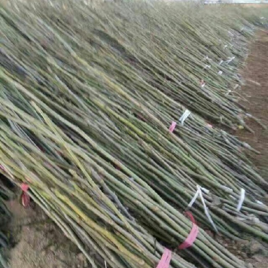 汾阳市嫁接核桃苗 