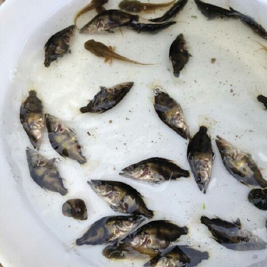 清远桂鱼苗