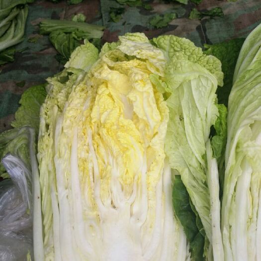 北镇市黄心大白菜 3~6斤