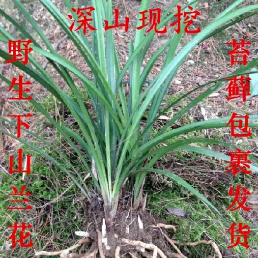 兴国县建兰 裸根不带土