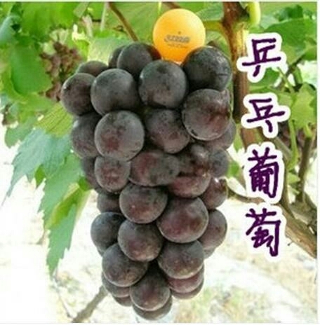 兴城市乒乓球苗